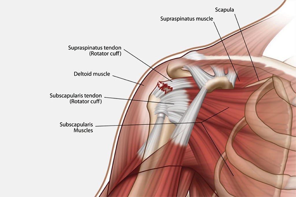 Illustration of the shoulder anatomy
