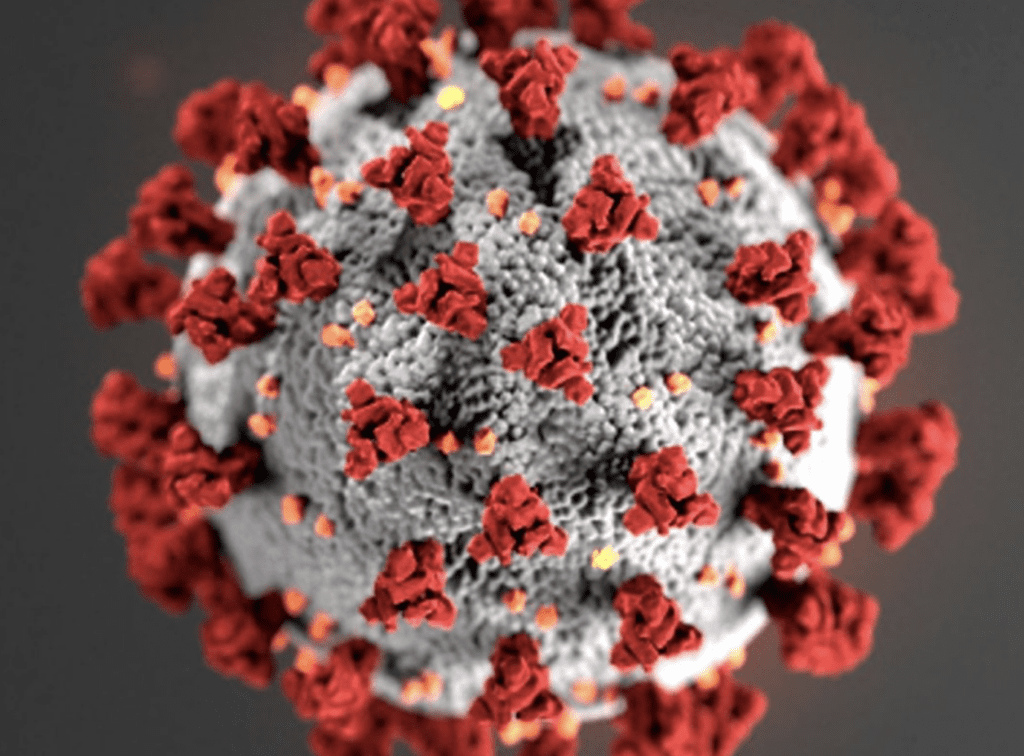 Image of the coronavirus